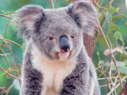 Australian koalas pe punctul de a dispărea - știri despre animale, animale rare și animale mitice