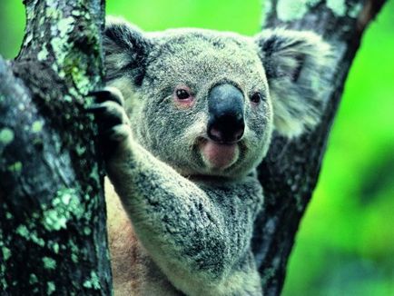 Australian koalas pe punctul de a dispărea - știri despre animale, animale rare și animale mitice