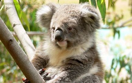 Australian koalas pe punctul de a dispărea - știri despre animale, animale rare și animale mitice