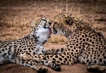 Ó, azok aranyos állatok megcsókolja!