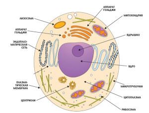 Bacteria și amoeba - ceea ce este comun și care este diferența