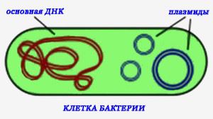 Бактерія і амеба - що спільного і в чому відмінності