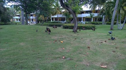 Bavaro (Punta Cana) - hogyan juthatunk el oda, strandok, szállodák