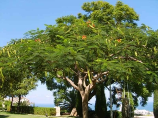 Bahai Gardens în Haifa pentru a vedea și care sunt Bahá'ís