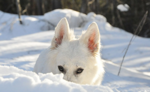 Ciobanesc alb (cioban alb) - vânător de zăpadă