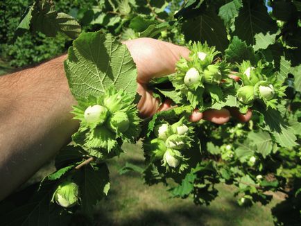 Arbore japonez - reproducere, plantare și îngrijire