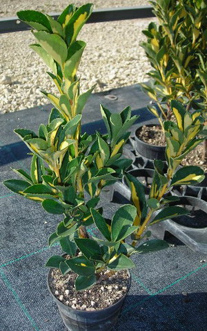 Japán Euonymus gondozás, tenyésztés és fajok Bonsai - törpe Euonymus japán és