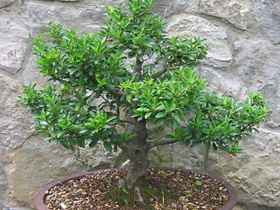Arborele este asistența medicală japoneză, reproducerea și specia sa pentru bonsai - axul japonez și