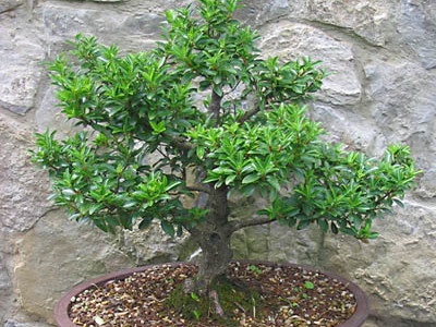 Japán Euonymus gondozás, tenyésztés és fajok Bonsai - törpe japán orsó fa, és (japán) Japán Euonymus gondozás, tenyésztés és fajok Bonsai - törpe Euonymus japán és