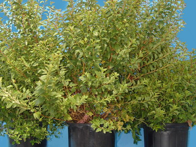 Japán Euonymus gondozás, tenyésztés és fajok Bonsai - törpe Euonymus japán és