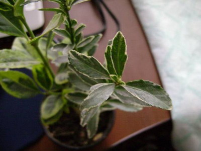 Japán Euonymus gondozás, tenyésztés és fajok Bonsai - törpe Euonymus japán és