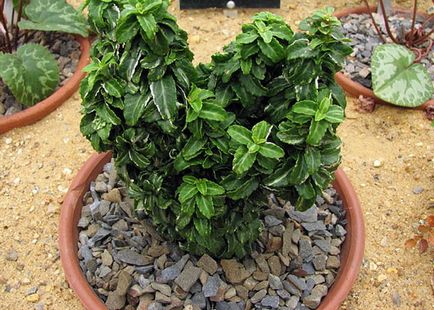 Japán Euonymus gondozás, tenyésztés és fajok Bonsai - törpe Euonymus japán és