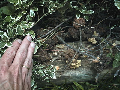 Japán Euonymus gondozás, tenyésztés és fajok Bonsai - törpe Euonymus japán és