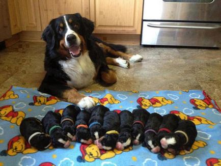 Bernese Mountain Dog foto cumpăra câine de munte Bernese, ieftin, da, ieftin vinde Berna