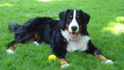 Bernese Mountain Dog foto cumpăra câine de munte Bernese, ieftin, da, ieftin vinde Berna