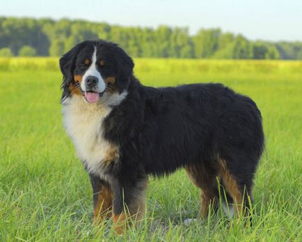 Bernese Mountain Dog foto cumpăra câine de munte Bernese, ieftin, da, ieftin vinde Berna