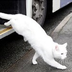 Billy, o pisică rătăcită care a făcut prieteni cu un băiat cu autism - kototeka - cel mai interesant lucru despre lume