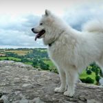 Bichon Frise fotografie, descrierea rasei, natură, video, îngrijire