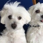 Bichon Frise fotografie, descrierea rasei, natură, video, îngrijire