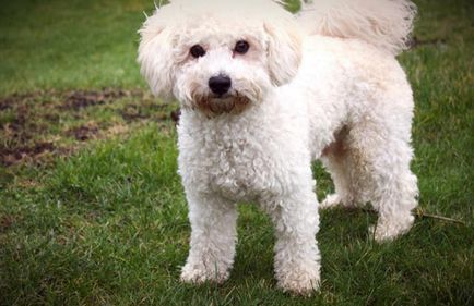 Bichon Frise - descriere, caracter, mâncare, cumpăra