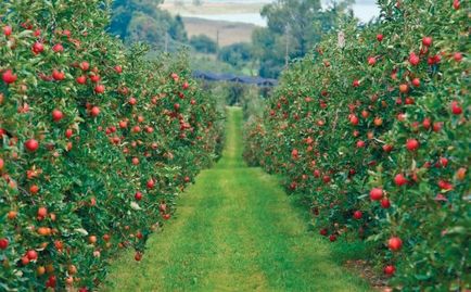 Üzlet a kert területén kertészet, alma gyümölcsös, fotó és videó