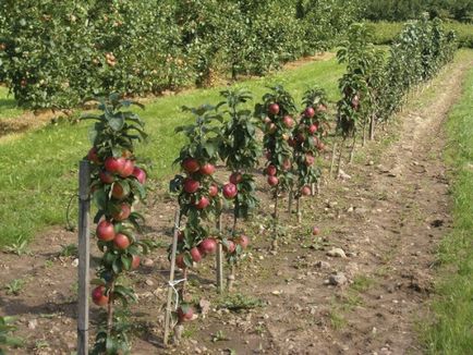 Бізнес на садовій ділянці особливості садівництва, яблучного саду, фото і відео