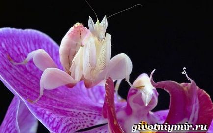 Богомол орхідейне комаха 1