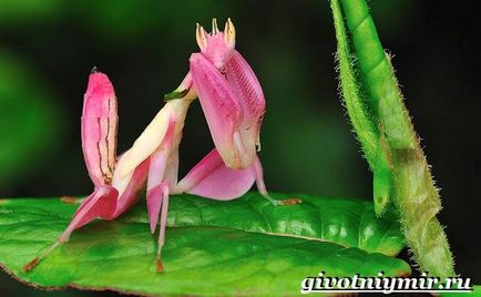 Богомол орхідейне комаха 1