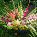 Boli de gladioli lupta cu thrips pe gladiolus, rugina