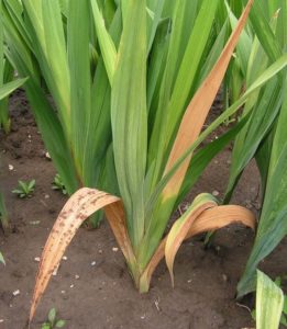 Boli de gladioli lupta cu thrips pe gladiolus, rugina