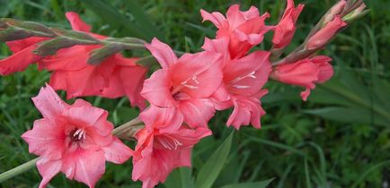 Boli de gladioli lupta cu thrips pe gladiolus, rugina