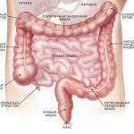 Intestinele din durerile abdomenului inferior, natura durerii, cauzele și tratamentul