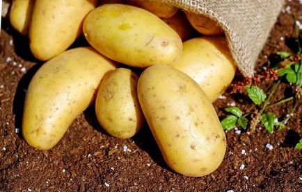 Боротьба з картопляної нематодою просто, як все геніальне!