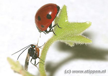 Ladybugs de unde și de ce aceste creaturi sunt necesare - smilepub