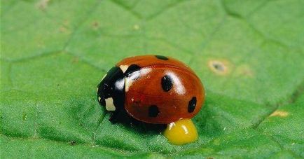 Ladybugs de unde și de ce aceste creaturi sunt necesare - smilepub