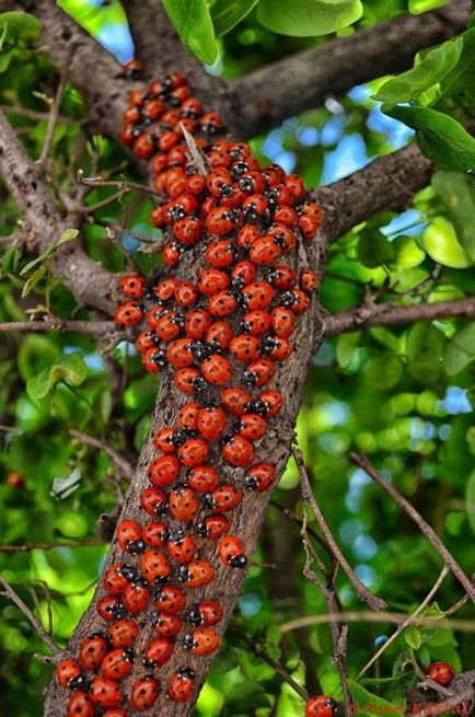 Ladybugs de unde și de ce aceste creaturi sunt necesare - smilepub