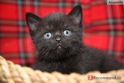 Бразильська короткошерста кішка - «бразильський кошеня на ім'я мультик», відгуки покупців