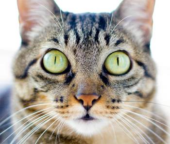 Бразильська короткошерста кішка фото, бразильська короткошерста кішка історія породи зовнішній