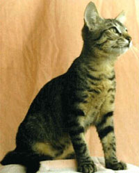 Бразильська короткошерста кішка - розплідник шотландських висловухих і британських короткошерстих