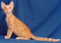 Pisica braziliană Shorthair este o pisică Scottish Fold și British Shorthair