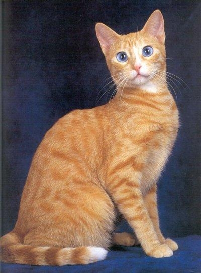 Brazil rövidszőrű macska fajta, fotók