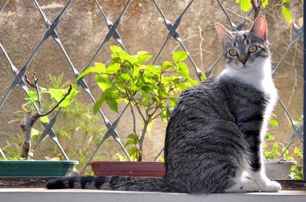 Brazil rövidszőrű macska fajta, fotók