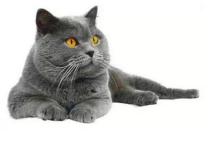 British Shorthair Soft Plush Cat