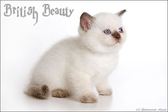 Британські кошенята з розплідника british beauty