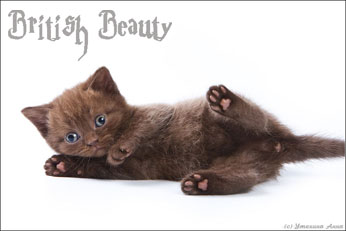 Британські кошенята з розплідника british beauty