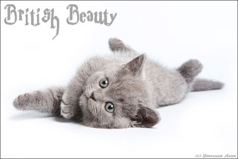 Pisici britanice din frumusețea britanică a canisei