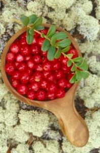 Cowberry - medicul de plante medicinale
