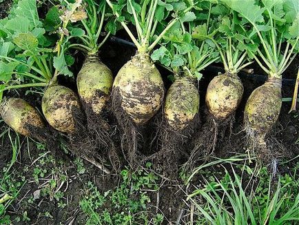 Rutabaga - plantare și îngrijire