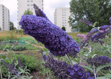 Buddleja David ültetés és gondozás, fotó