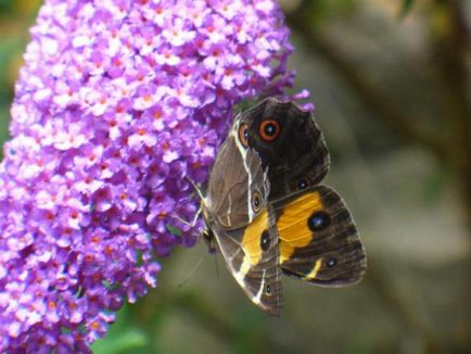 Buddleia David plantare și îngrijire, fotografie